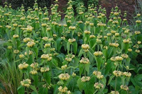 Phlomis russeliana | Well Established Phlomis | Proctors Nursery