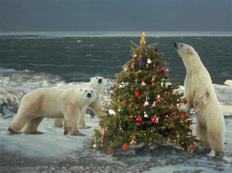 🔥 [40+] Christmas Animal Wallpapers | WallpaperSafari