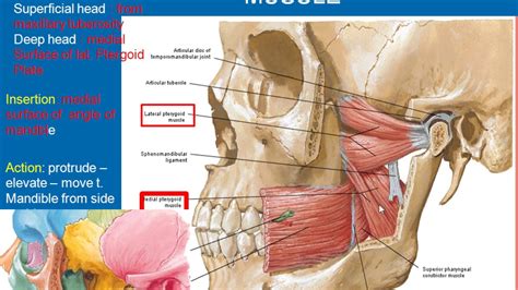 Musculo Pterigoide Medial