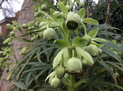 Stinking hellebore – the small gardener