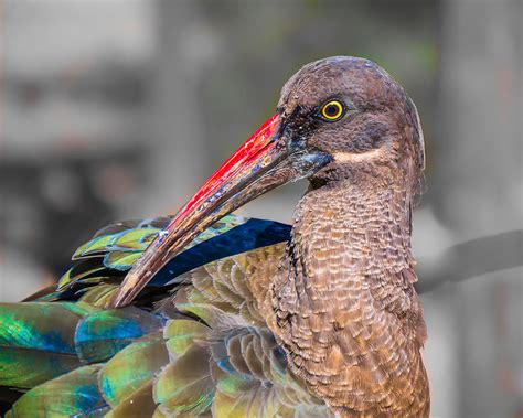 African Hadeda Ibis by Karen Martin