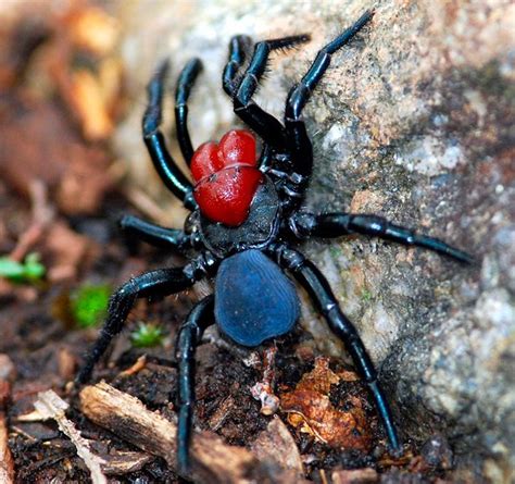 Gallery: 10 most dangerous spiders in Australia - Australian Geographic