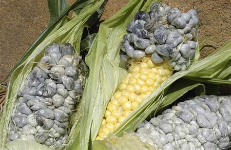 Edible Skinny: Huitlacoche: Welcome to the Delicacy of Corn Smut!