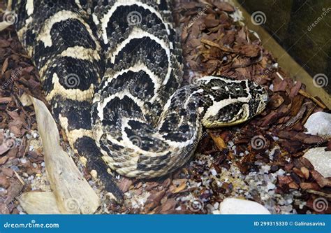 Puff Adder snake. stock photo. Image of viper, african - 299315330