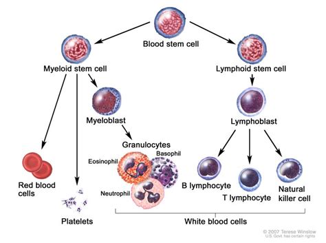 Leukemia Cells With Labels