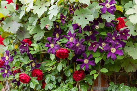 Red Roses and Purple Clematis Flowers Blooming in Early Summer. Stock Photo - Image of petal ...