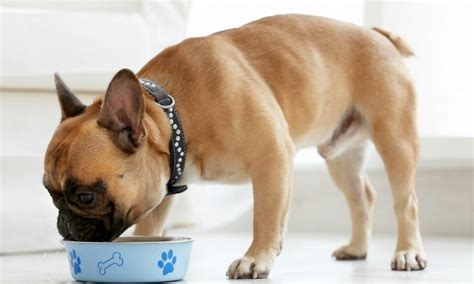 8 Best Dog Food for French Bulldog with Skin Allergies