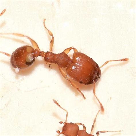 Big Headed Ants - Extermination & Control Las Vegas Henderson Nevada