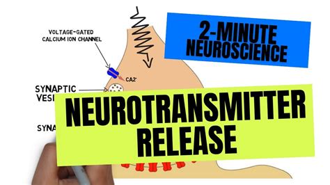 2-Minute Neuroscience: Neurotransmitter Release - YouTube