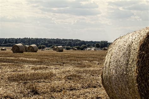 Harvest - bales of straw Free Photo Download | FreeImages