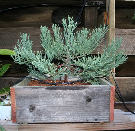 Giant Sequoia Redwood Pre-Bonsai | Marin Homestead