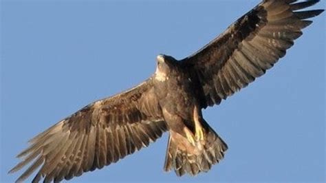 Bird watchers in B.C.'s north asked to help track golden eagle ...