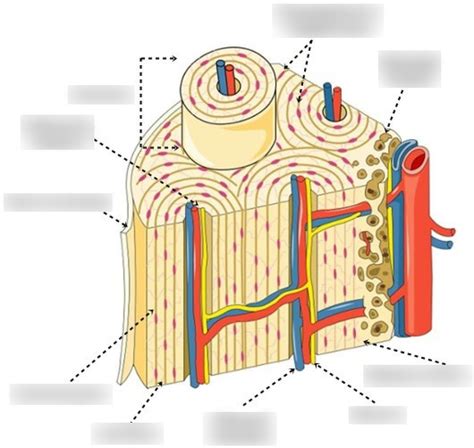 Cross section of bone diagram Diagram | Quizlet