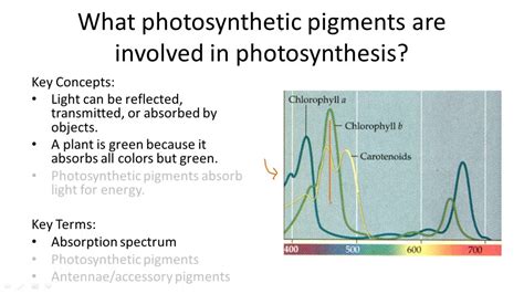 Photosynthesis Pigments - YouTube