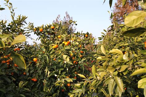 OnionHead's Colorful Life: Orange farm in Jeju Island