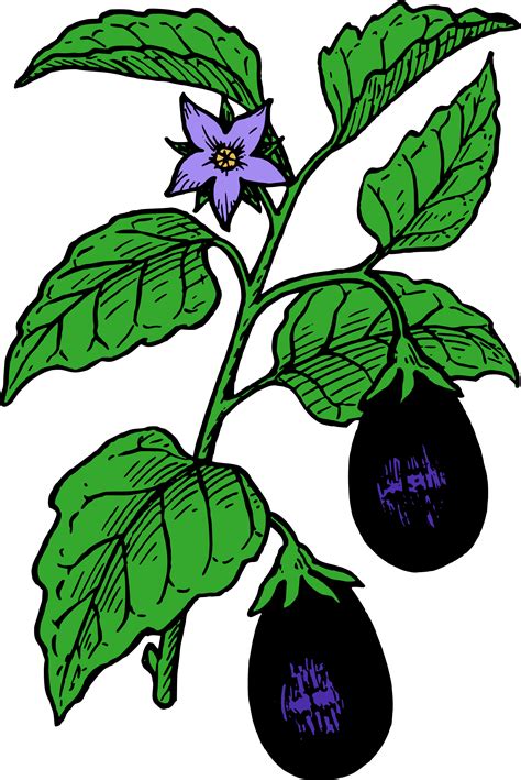 Free Eggplant Cliparts, Download Free Eggplant Cliparts png images, Free ClipArts on Clipart Library