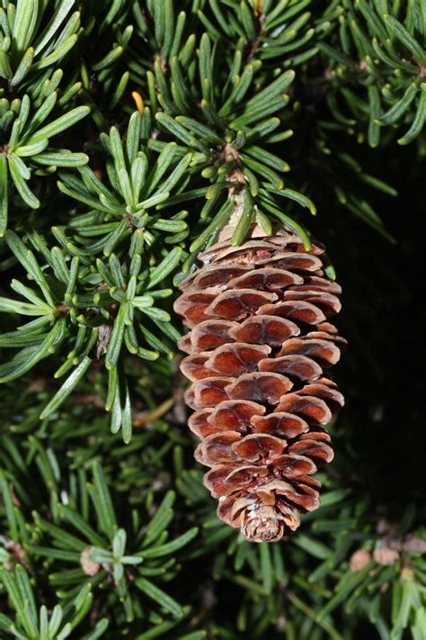 Mountain Hemlock | Small Tree Seedling – The Jonsteen Company