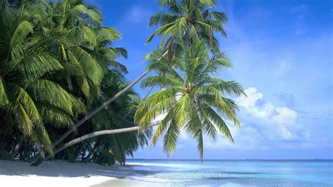 Palm Tree Beach Wallpapers - Top Free Palm Tree Beach Backgrounds - WallpaperAccess