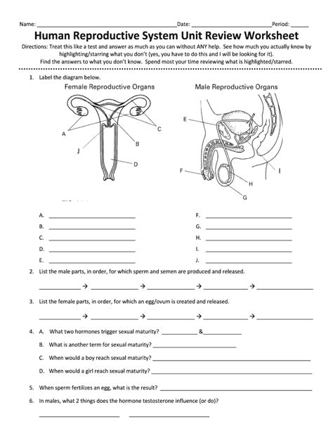 Human Reproductive System Worksheets