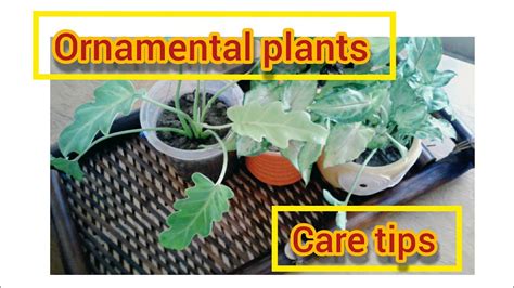 14.How to care your balcony ornamental plants. - YouTube