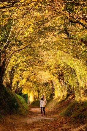 Walker Admires Autumunal Colours Halnaker Tunnel Editorial Stock Photo ...