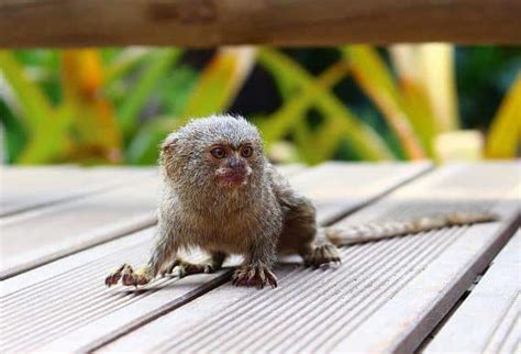 Finger Monkeys (Marmoset) Facts