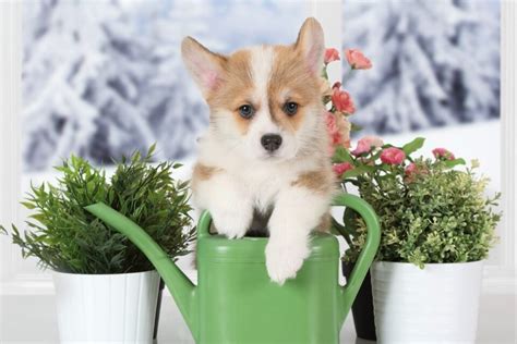 Everything You Need to Know About the Teacup Corgi