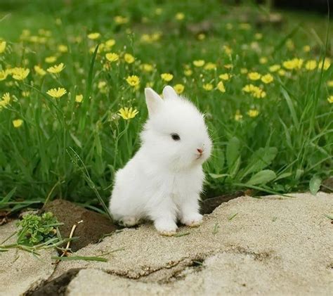 Cute White Baby Rabbit Wallpapers - Wallpaper Cave