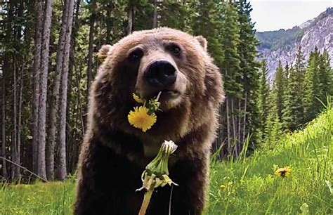 A lament for Bear 148 | Canadian Geographic