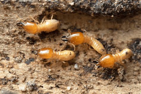 Arizona’s Three Most Common Types of Termites - Insectek Pest Solutions