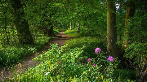 #path forest path green forest green leaves #pathway #nature #woodland purple flower #flower # ...