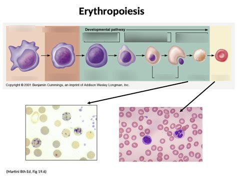 erythropoiesis Diagram | Quizlet