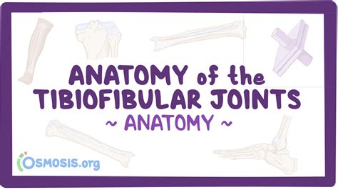 Anatomy of the tibiofibular joints: Video, Causes, & Meaning | Osmosis