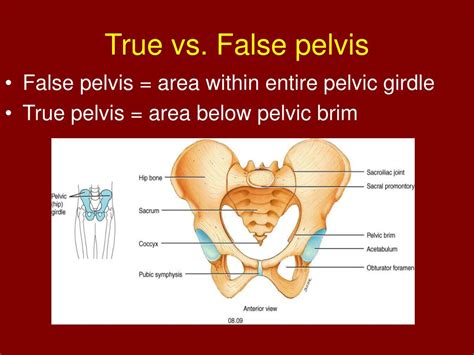 PPT - Chapter 8 The Appendicular Skeleton PowerPoint Presentation, free ...