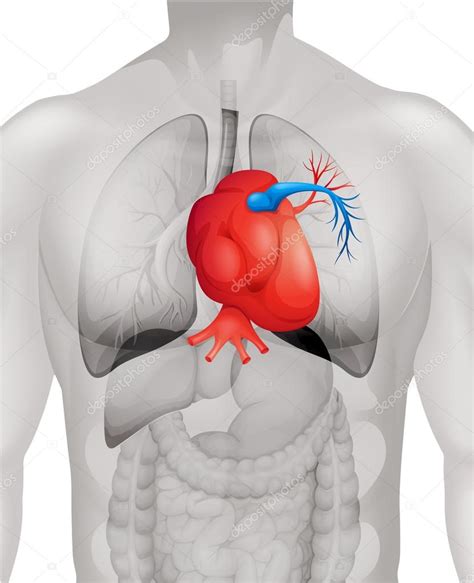 Human heart diagram in detail Stock Vector by ©blueringmedia 84327338