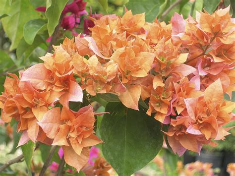 Bougainvillea glabra – Acacia LLC