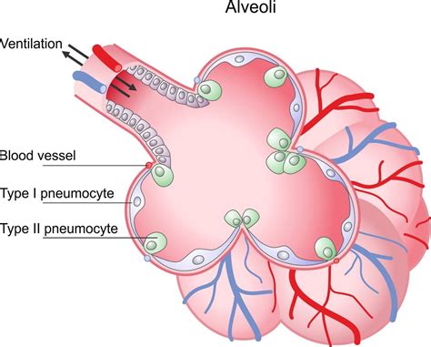 Using alveolar epithelia as a model for corona infection | Mirage News