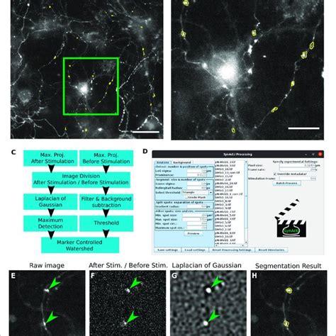 | Live imaging of synaptic activity. (A) Synaptic signal transmission ...