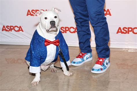 Meet the Amazing Cole: ASPCA’s Dog of the Year | SI Parent