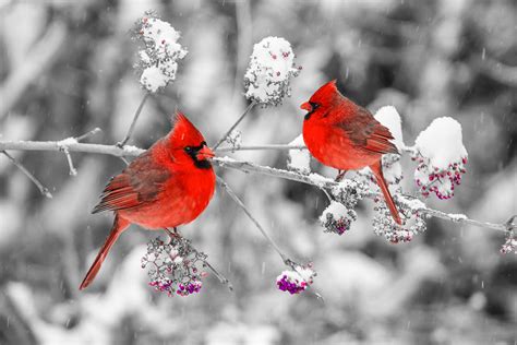 Red Cardinals In The Snow Photograph by Anthony Sacco