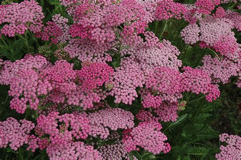 Pink Grapefruit Yarrow (Achillea 'Pink Grapefruit') in Long Island ...