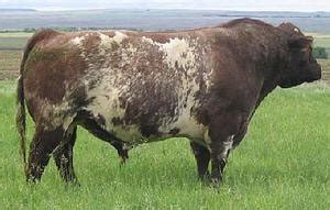 Beef Shorthorn | The Cattle Site