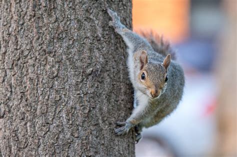 Squirrel! What To Do When Gray Squirrels Get Too Close | Bugtech