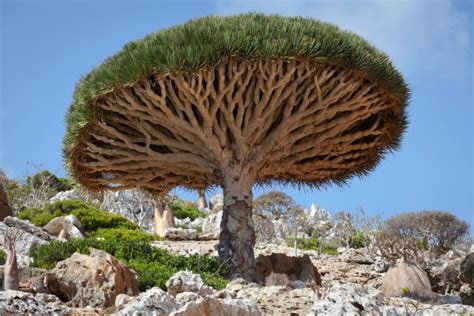 Haunting dragon trees from Yemen bleed when cut | Green Prophet