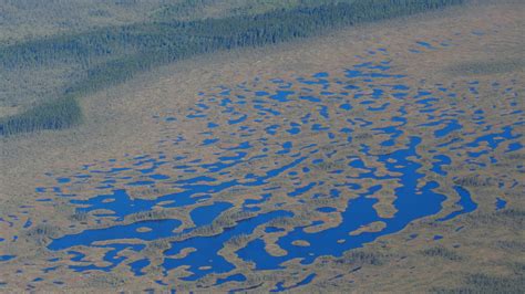 Beyond Targets Regional Highlight: Hudson and James Bay Lowlands - WWF.CA