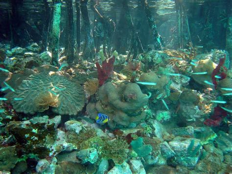 Virgin Islands Coral Reef National Monument | Beach Travel Destinations