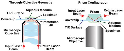 Multiwavelength TIRF Microscopy Enables Insight into Actin Filaments ...