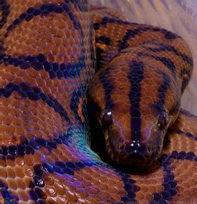 Brazilian Rainbow Boa - Snake Facts