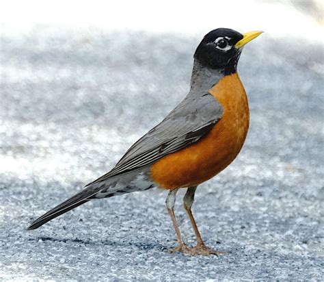 American Robin — Santa Clara Valley Bird Alliance