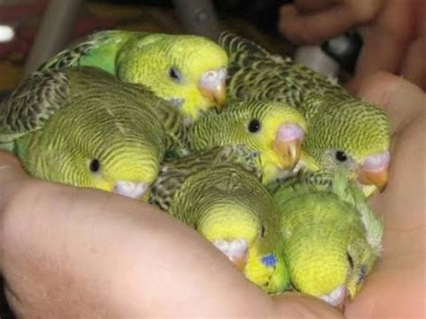 New born baby budgie chick 1 to 40 day growth stages in Filmy Style ...